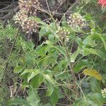 Aralia humilis Цвят