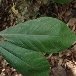 Rothmannia whitfieldii Leaf