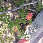 Lantana camaraBlad