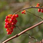 Celastrus scandens ഫലം