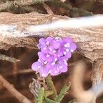 Limonium tuberculatum Blüte