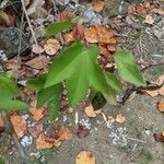 Gossypium arboreum Лист