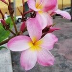 Plumeria rubra Blüte