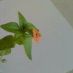 Lysimachia arvensis Flower