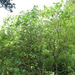 Jasminum subhumile Habit