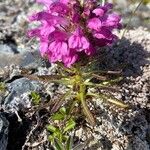 Pedicularis verticillataBlodyn