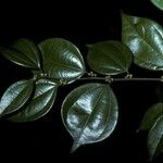 Lindera aggregata Flor
