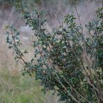 Berberis trifoliolata Hábito