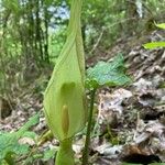 Arum maculatumFeuille