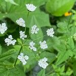 Chaerophyllum aromaticum 花