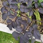 Angelica atropurpurea Hoja