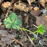 Sanicula canadensis Feuille