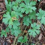 Geranium himalayense Leaf