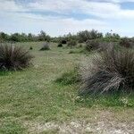 Juncus acutus Habit