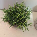 Rhipsalis bacciferaLeaf