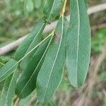 Salix purpurea Leaf