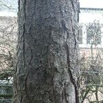 Pinus coulteri چھال