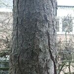 Pinus coulteri Corteza