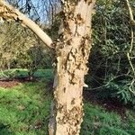 Betula costata Bark