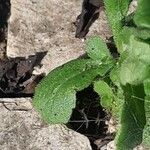 Erigeron floribundus Ліст