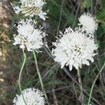 Cephalaria leucantha Blomma