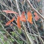 Sorbus matsumurana Leaf