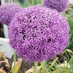 Allium giganteum പുഷ്പം