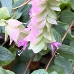 Origanum scabrum Flower