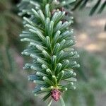 Abies nebrodensis Folio