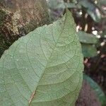 Rinorea oblongifolia 葉