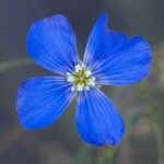 Linum lewisiiFlor