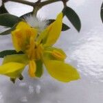 Larrea tridentata Virág