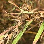 Themeda quadrivalvis Fruit