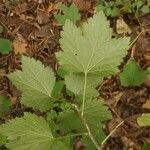 Ribes spicatum 葉