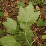 Ribes spicatum Leaf