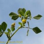 Medicago scutellata Otro