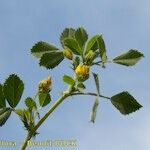 Medicago scutellata Other