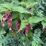 Leycesteria formosa Листок