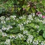 Pachyphragma macrophyllum Folha