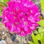 Armeria alpina Flor