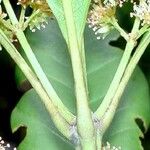 Spiraeanthemum meridionale പുറംതൊലി