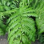 Dicksonia antarctica 葉