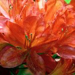 Rhododendron japonicum Blomst