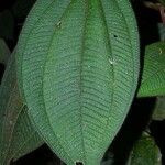 Miconia granatensis Leaf