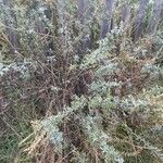 Artemisia caerulescensАгульны выгляд