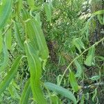 Salix babylonica Leaf