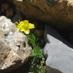 Draba hoppeana Hábitos