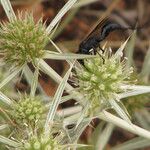 Eryngium campestre Virág