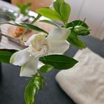 Gardenia jasminoidesᱥᱟᱠᱟᱢ