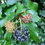 Hedera helix Плод